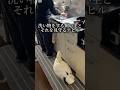 アヒルに常に見張られる日々を過ごしてます。
