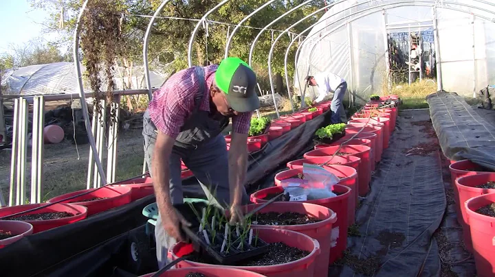 Planting Garlic Ep 106