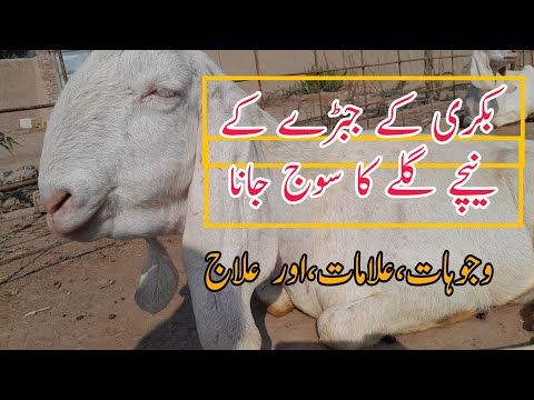 Bakri K Galy K Nechy Sojan Ka Ilaj بکری کے گلے کے نچیے سوجن کی وجہ اور علاج Rajanpuri Bakri Farming