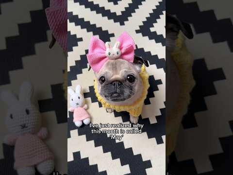 วีดีโอ: 11 Pugs แสนน่ารักในผ้าห่ม