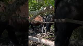 Slogging cattle move