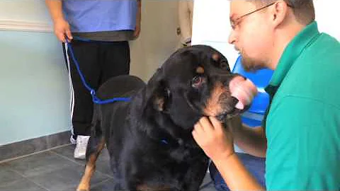 Miami man reunited with his missing dog after 8 years