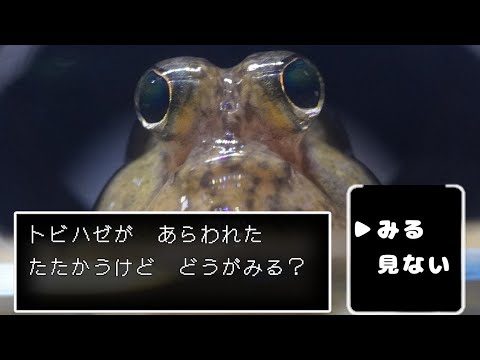 My cute mud skipper edited as Dragon quest style 【barred mud skipper】