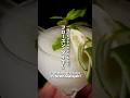 Barを感じるフローズン・ダイキリ/A Bartender Makes a Frozen Daiquiri #shorts