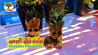 نبات ذيل البرص Haworthia progaration