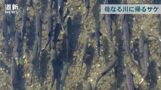 知床・斜里町の奥蘂別川でサケ遡上　千匹以上の群れ