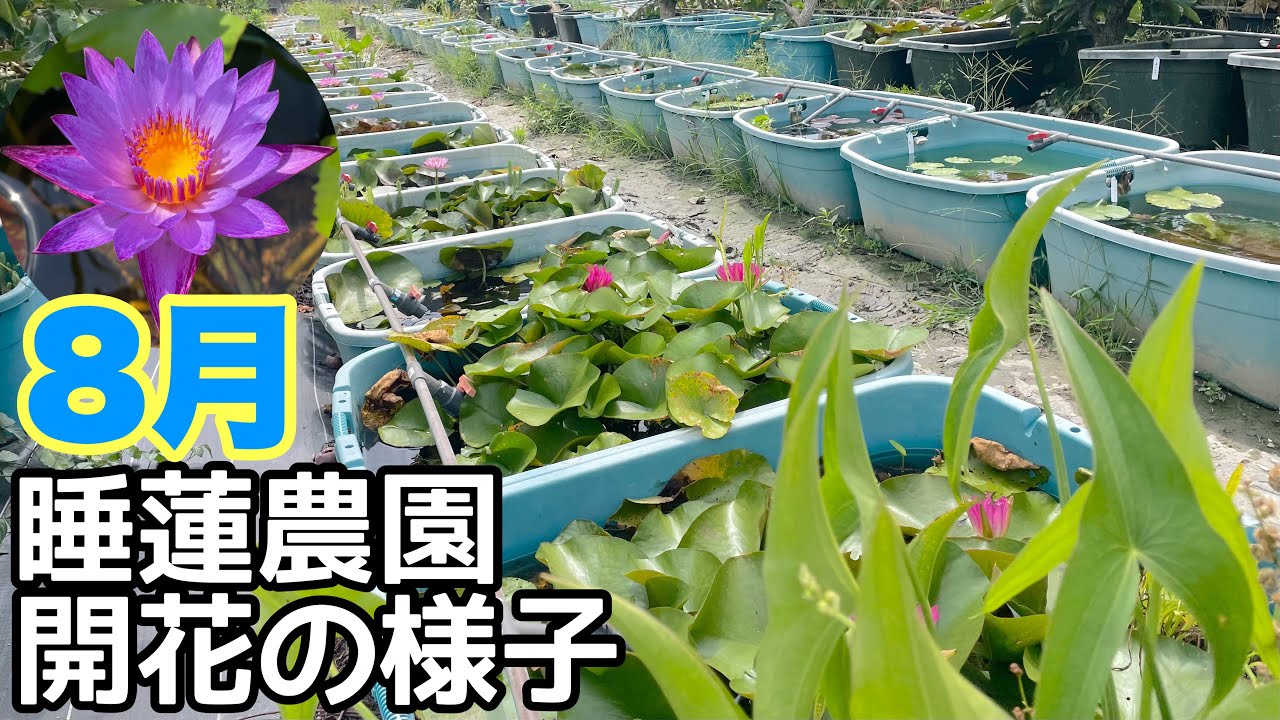 The state of blooming of the water lily farm in August! ○○ is