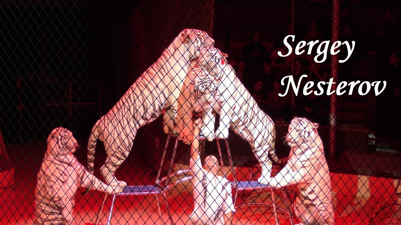 SERGEY NESTEROV ( Russia ) - White Tigers & Lion - Fővárosi Nagycirkusz