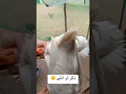 كيف نميز بين ذكر وانتى البط بطريقة سهلة مع سميرة 