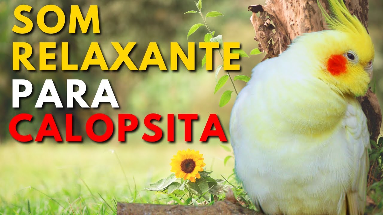 MÚSICA RELAXANTE PARA ACALMAR CALOPSITAS E MOMENTOS DE TRANQUILIDADE 