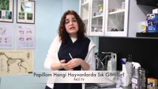 Papillom hangi hayvanlarda daha sık görülür? Bulaşıcı mıdır?
