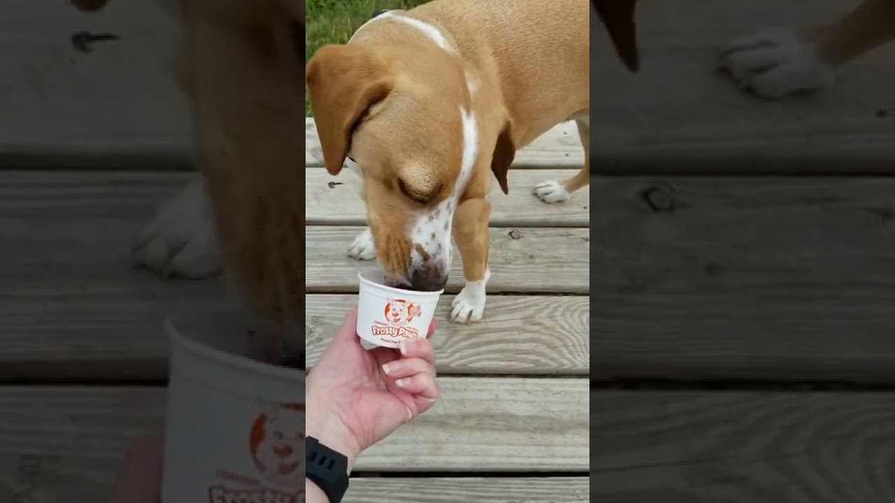 Pecas Enjoys Frosty Paws