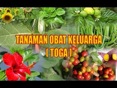  TOGA Tanaman Obat  Keluarga YouTube