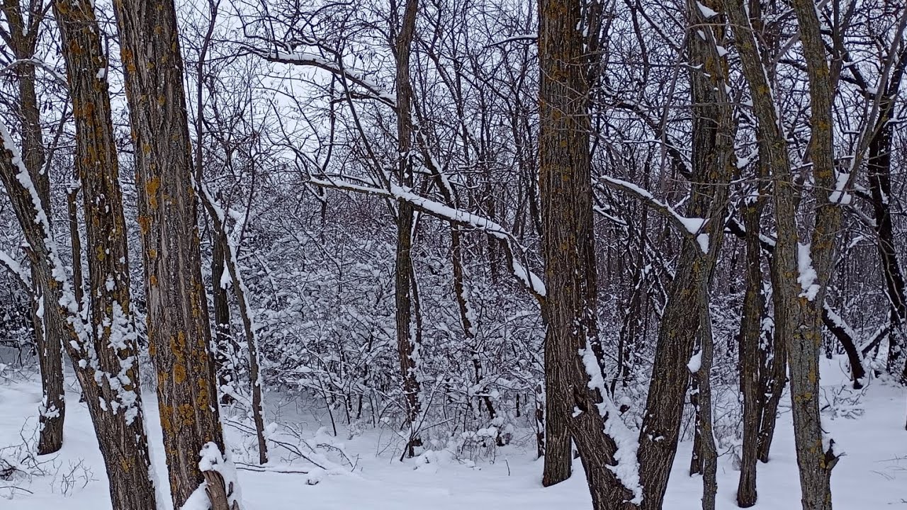 Сегодняшняя прогулка