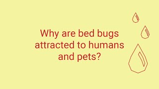 Why Bed Bugs Bite