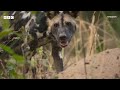 A race to rescue trapped pups | Kingdom – BBC