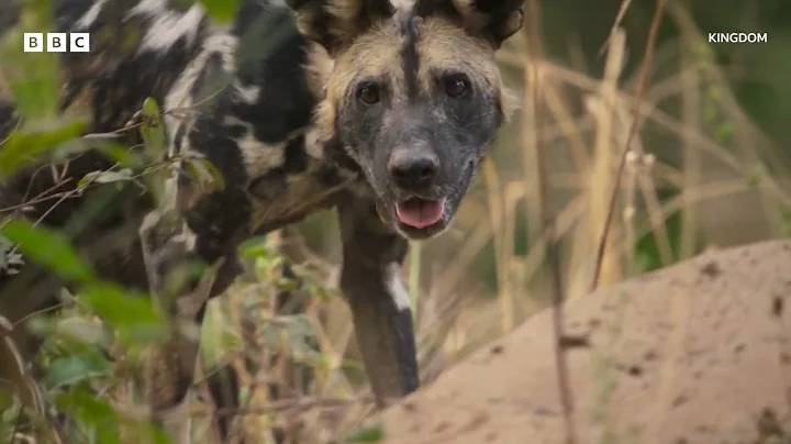 A race to rescue trapped pups | Kingdom – BBC