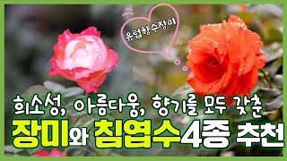 화려하고 향기가 진한 사계장미와 정원의 품격을 올려줄 침엽수 4종을 소개합니다