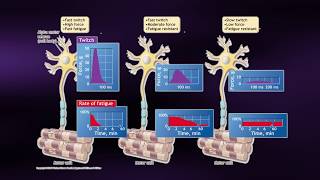 Causes of Muscle Fatigue  Coursera Science of Exercise