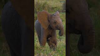 Is this the cutest fail ever? Baby elephant charges and face-plants.