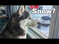 Will the Huskies Get a Snow Storm?