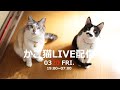 かご猫 LIVE あの仔たちの様子