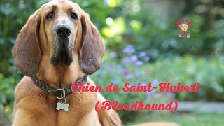 Le Chien de Saint Hubert Bloodhound by Fidotutorial 130 views 1 year ago 4 minutes, 33 seconds