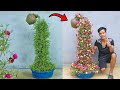Unique gardening ideas, Make a decorative moss rose waterfall for the garden easily