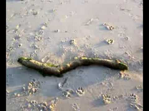 tote Robbe am Stand (Hennestrand Dnemark)