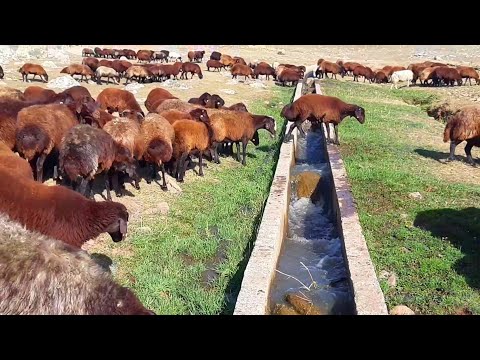 MOR KARAMAN KOYUNU  GENEL ÖZELLİKLERİ   ( mor koyun ile ilgili merak ettiğiniz her şey)