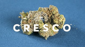 CrescoLabs Ad- Wedding Crasher