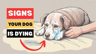 10 Critical Signs that Indicates Your Dog is Dying (Don’t Ignore These Warning Signs)