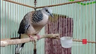 DALAM 3 DETIK, DERKUKU BAKALAN LANGSUNG NYAUT GACOR JIKA DENGAR SUARA TEKUKUR LOKAL INI