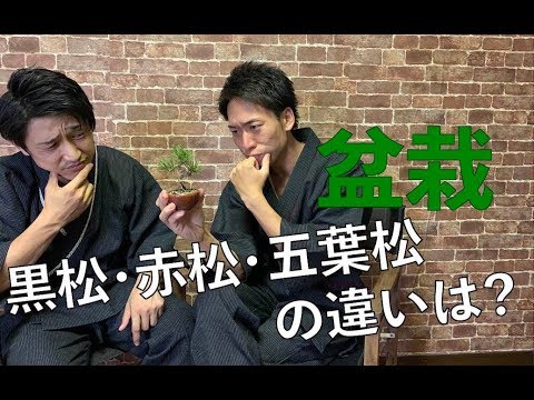 盆栽 初心者 松の違いを学びました 盆栽マスターへの道 Youtube