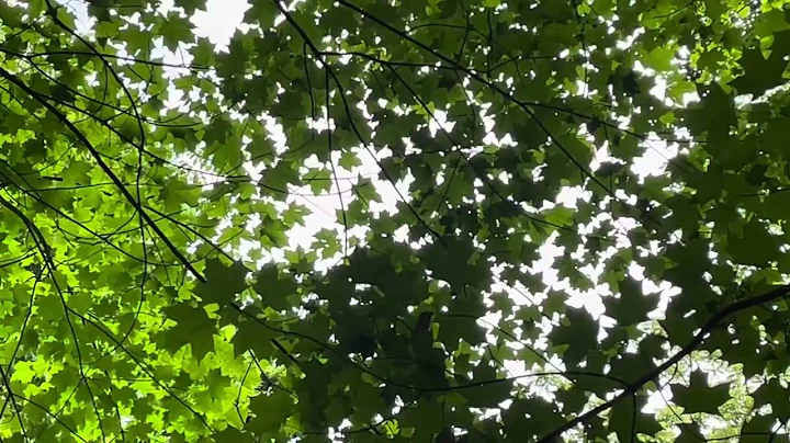 Utah Valley Children’s Choir- Be Still My Soul