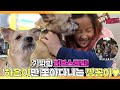 [TV 동물농장 레전드] ’도망치는 하은이 VS 만져달라는 견공 낑깡이’ 풀버전 다시보기 I TV동물농장 (Animal Farm) | SBS Story