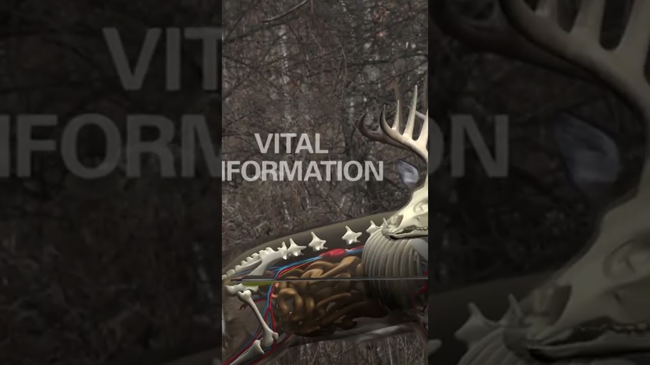 Что делать, если вы ранили оленя. 