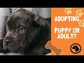 Adopting a Dog | Adopt a ADULT or a PUPPY?  | Which is Best for You? | DOG BLOG 🐶 #BrooklynsCorner