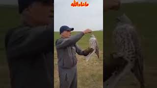 طرح منغوليا ٢٠٢١ / ماشاءالله طير شيوخ