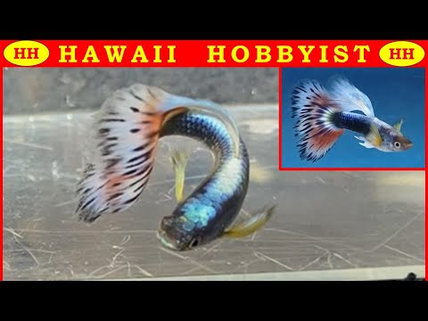 Video: Miltä Guppy Näyttää