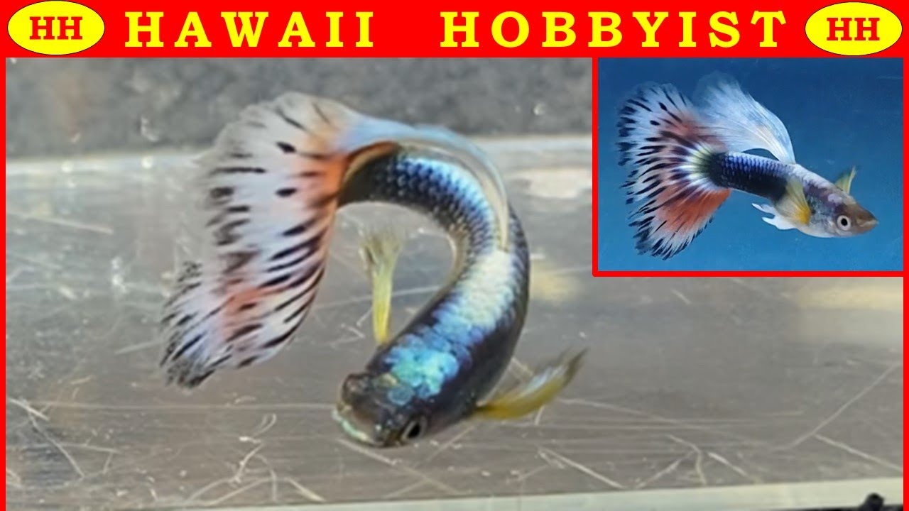 УДИВИТЕЛЬНЫЕ РЕЗУЛЬТАТЫ скрещивания гуппи