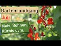 Gartenrundgang Juli🌽Das 50 Bohnensortenbeet:Teil 3|Es wächst|Mais, Bohnen, Kürbis &amp; Gurken anbauen