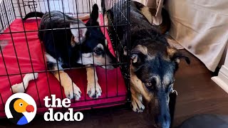Shelter Puppy Waits Outside Her Scared Mom's Crate To Comfort Her | The Dodo