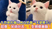 貓貓兄弟交尾散步全程黏踢踢搭肩交纏 Youtube 貓貓兄弟交尾散步全程黏踢踢搭肩交纏 Youtube