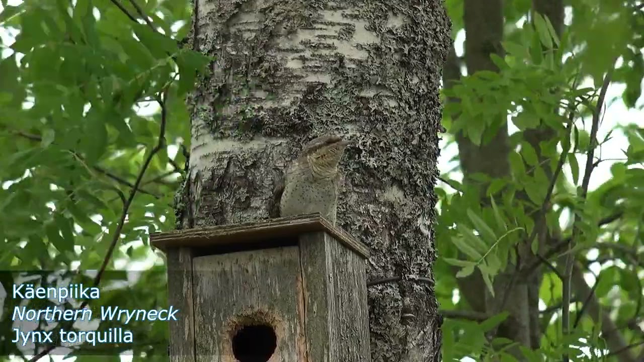 Birding Finland, 106 birds