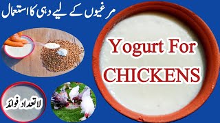 Yogurt For Chickens | Dr. ARSHAD