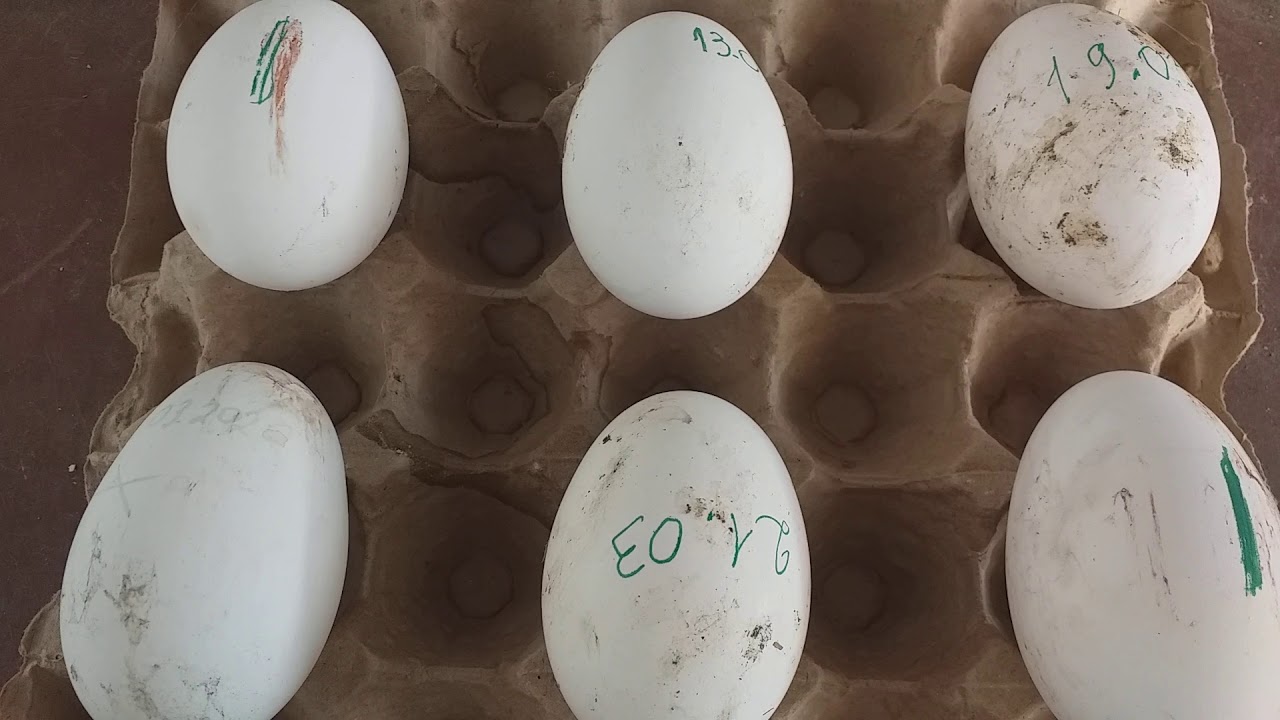 Гусиные яйца для инкубации купить. Гусиные яйца. Хранение гусиных яиц. Часы гусиное яйцо. Гусиные яйца и Гусь.