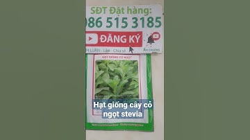 Hạt giống cây cỏ ngọt stevia