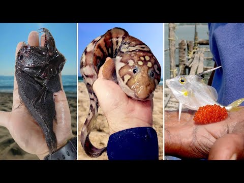 Deep Sea Monster Fishing: Catching Seafood, Shark, and Fish | ASMR Relaxing #23