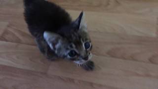 European Shorthair Sid 2 months / Европейская короткошерстная Сид 2 месяца European Shorthair Sid 2 months / Европейская короткошерстная Сид 2 месяца